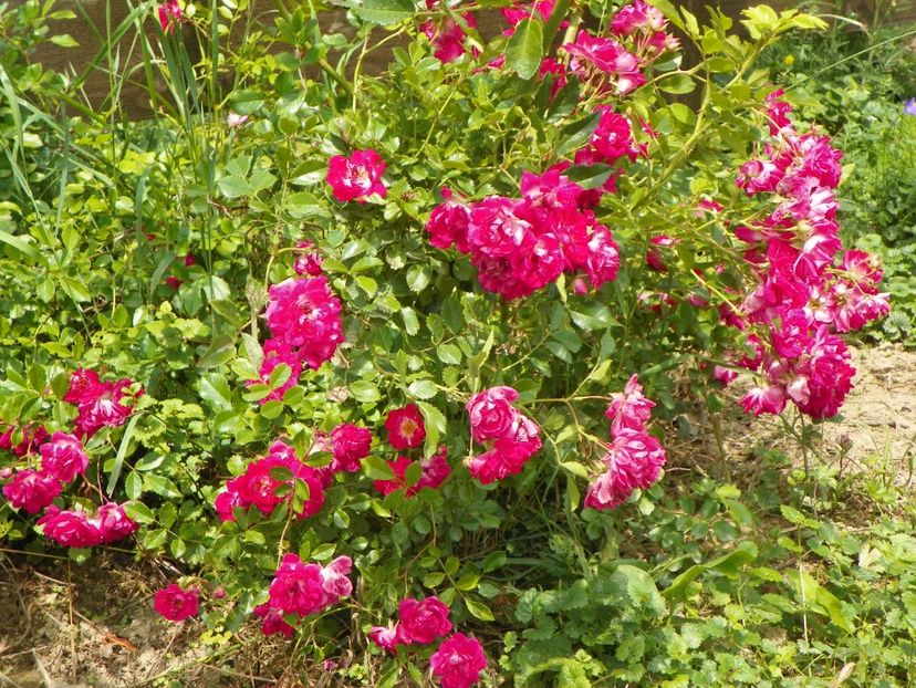 Super Excelsa - Trandafiri 2018 3