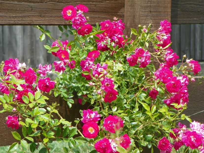 Super Excelsa - Trandafiri 2018 3