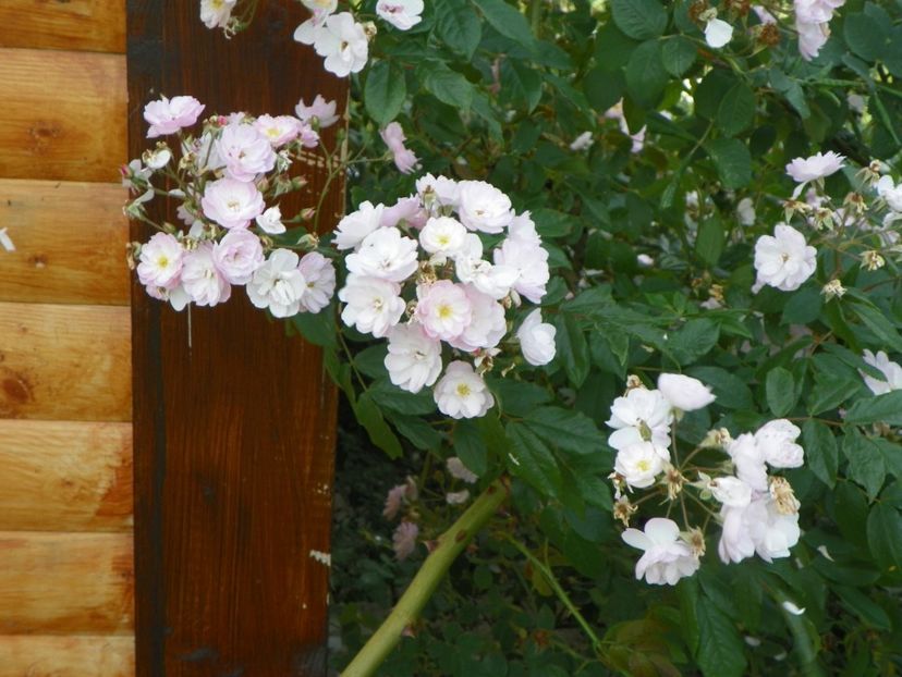 Dentelle de Malines - Trandafiri 2018 3