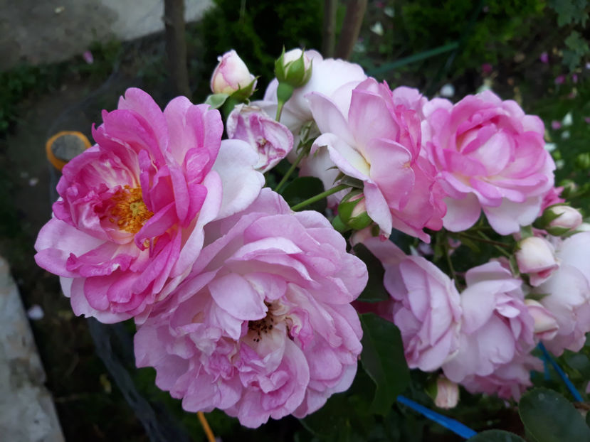  - JASMINA urcator Kordes 2