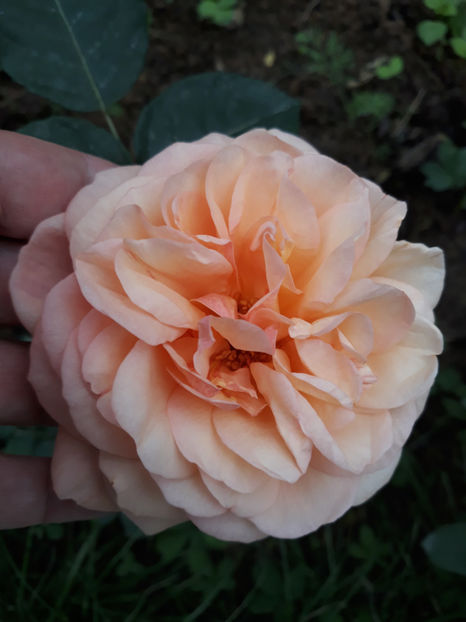  - JANETT David Austin 2