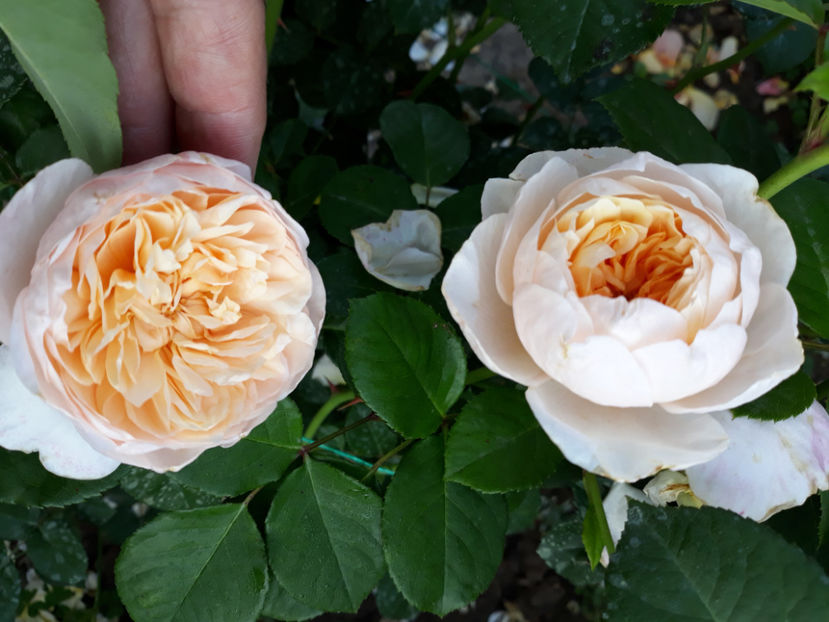  - JAYNE AUSTIN David Austin 3