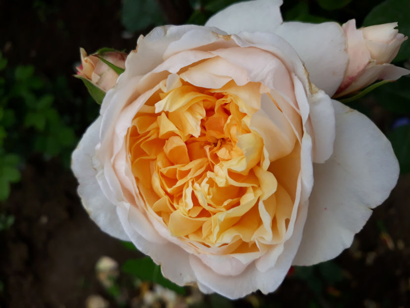  - JAYNE AUSTIN David Austin 3