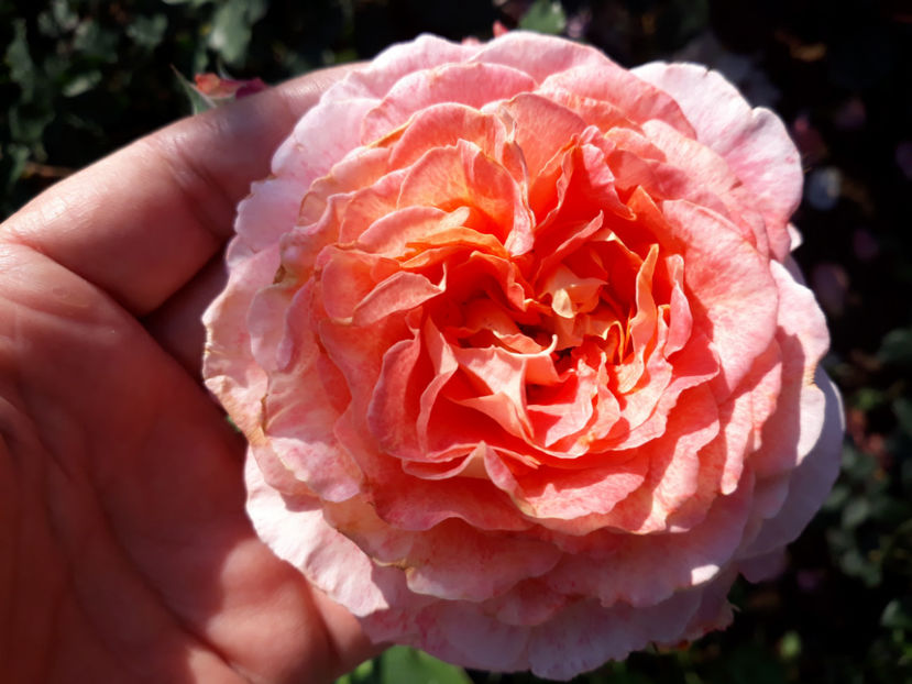 069 (2) - JEF L ARTISTE Massad 3