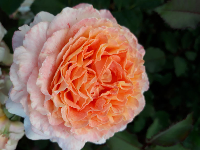  - JEF L ARTISTE Massad 3