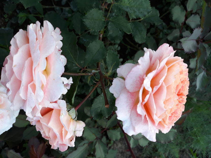  - JEF L ARTISTE Massad 3