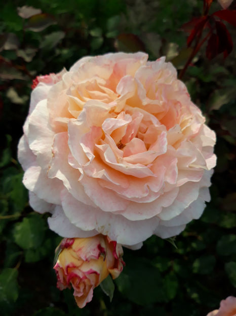  - JEF L ARTISTE Massad 3