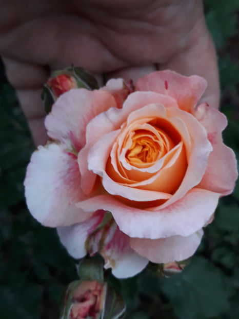  - JEF L ARTISTE Massad 3