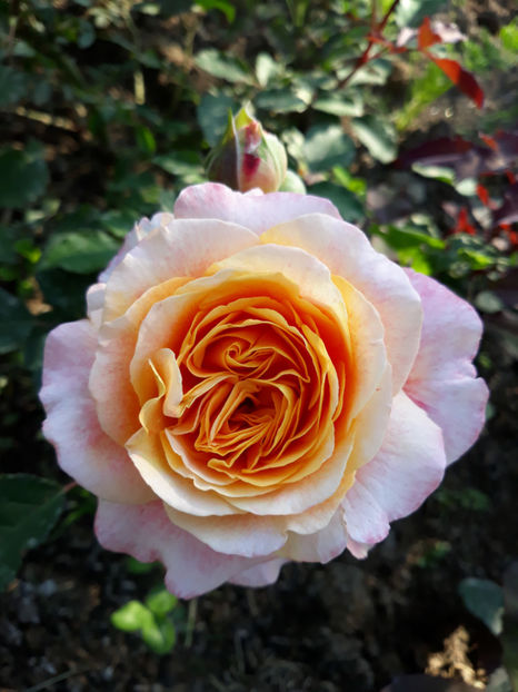  - JEF L ARTISTE Massad 3