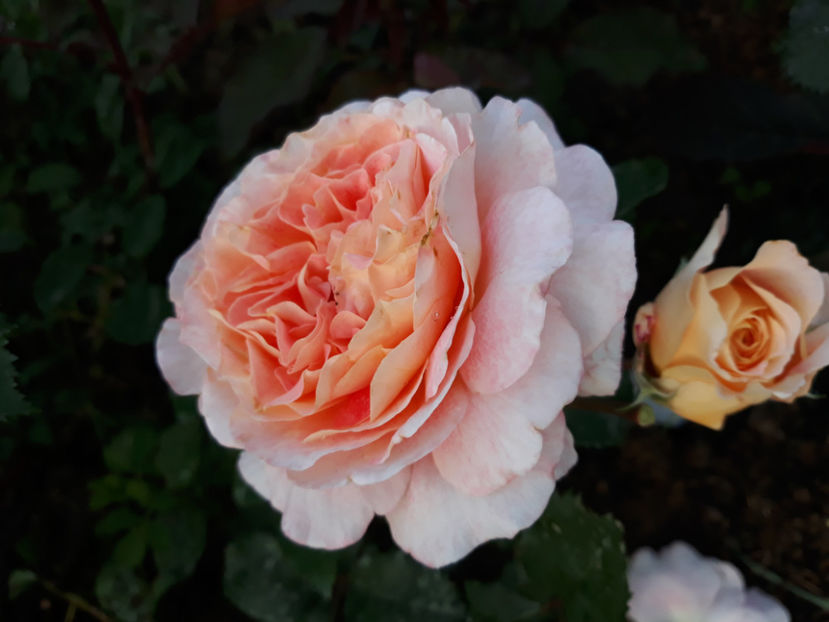  - JEF L ARTISTE Massad 3