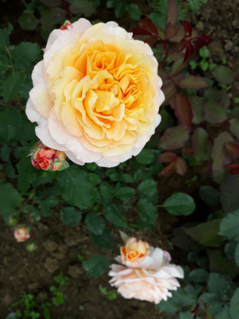  - JEF L ARTISTE Massad 3