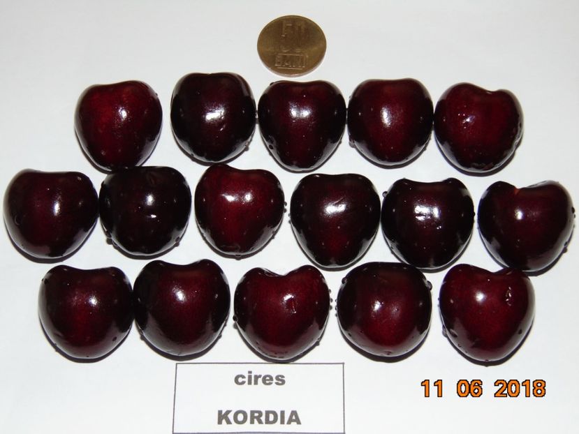 din ultimele 2 luni - cires Kordia