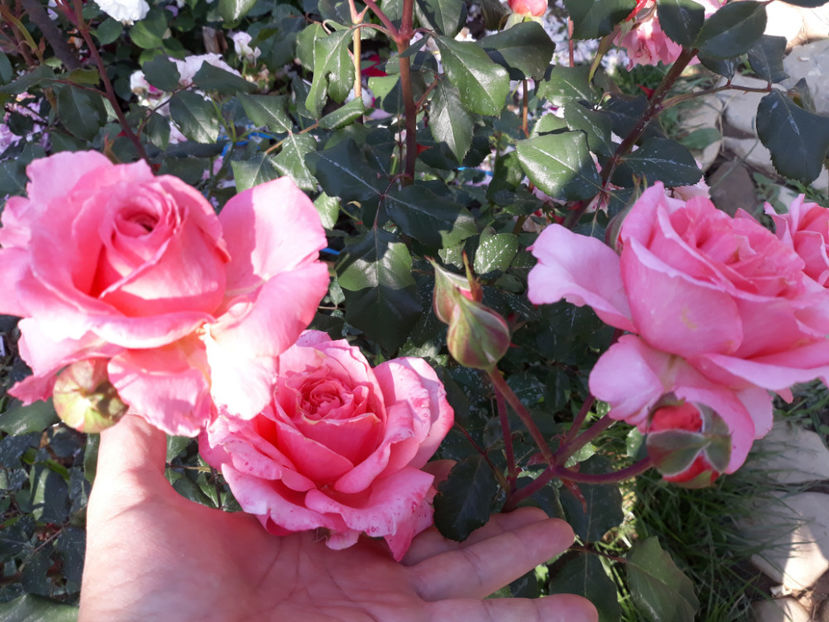  - JUBILEE CELEBRATION David Austin 3