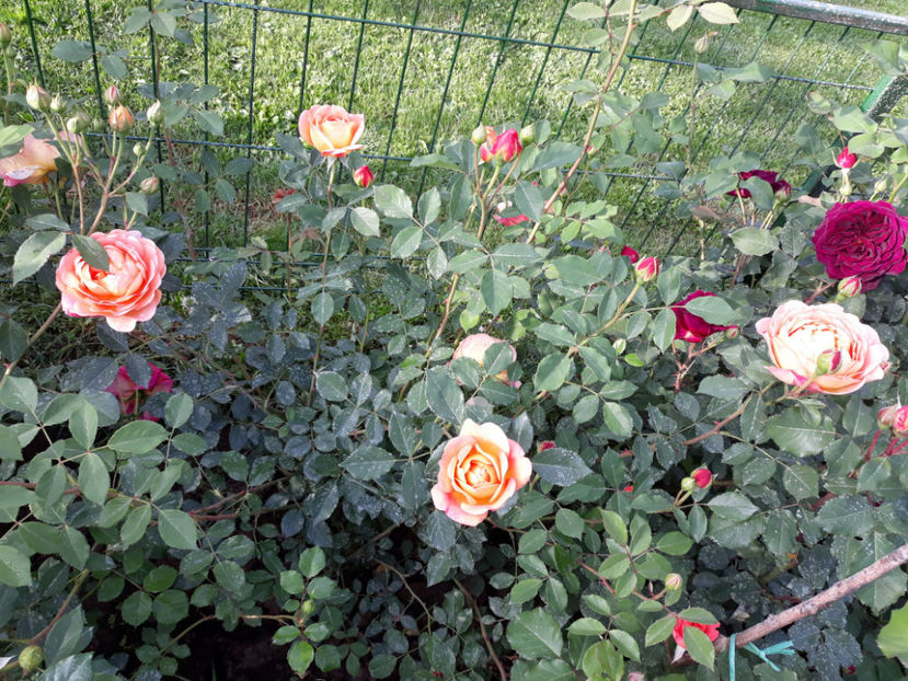  - LADY OF SHALLOT David Austin 3