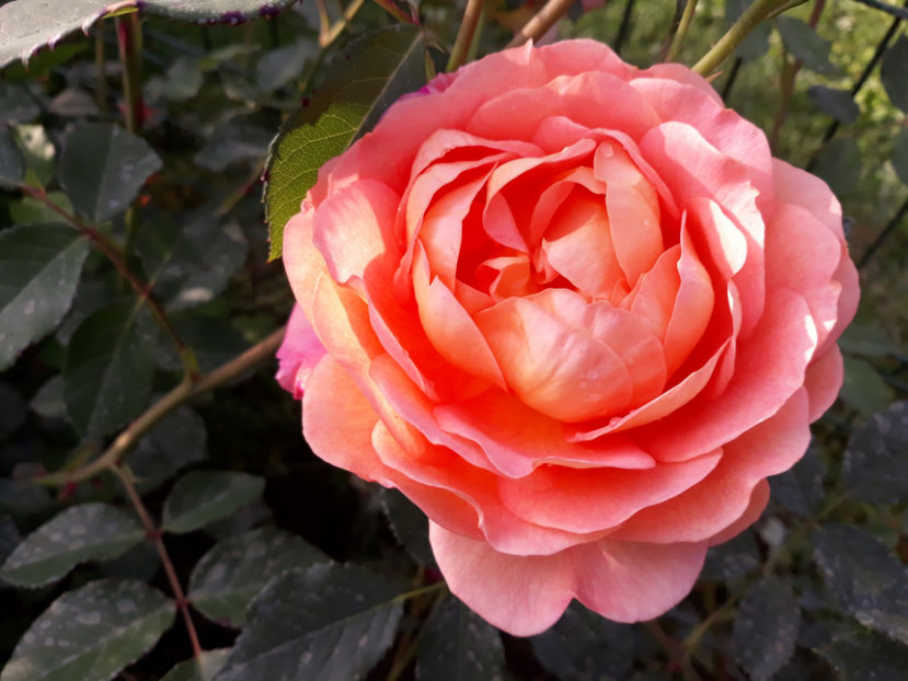  - LADY OF SHALLOT David Austin 3