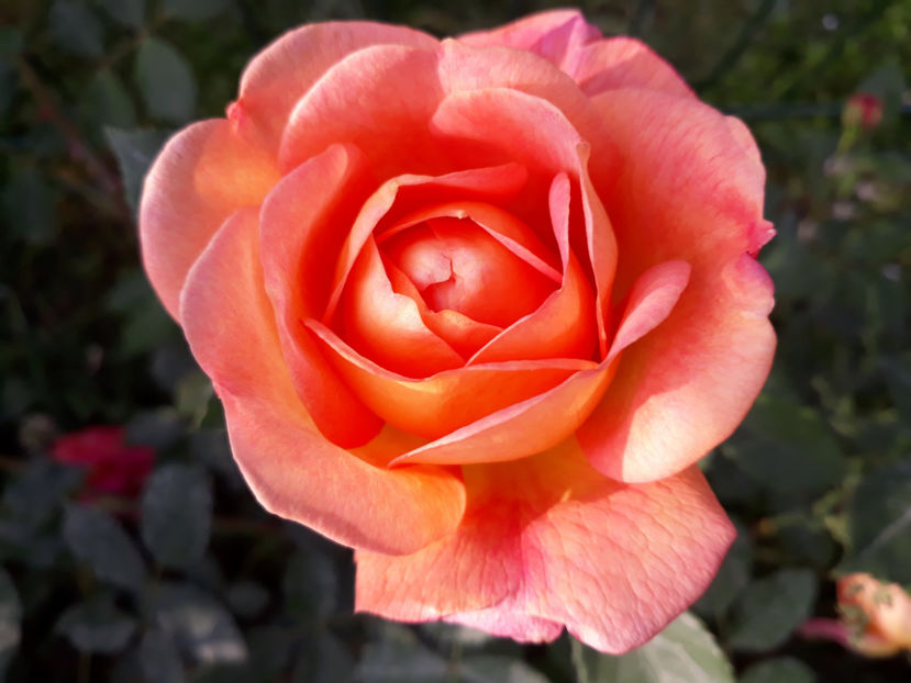  - LADY OF SHALLOT David Austin 3