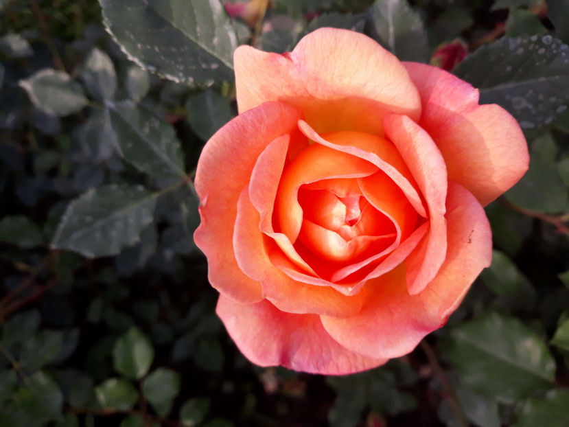  - LADY OF SHALLOT David Austin 3