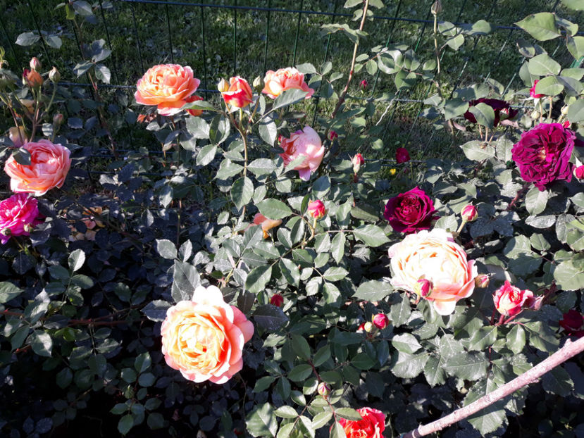 083 (2) - LADY OF SHALLOT David Austin 3