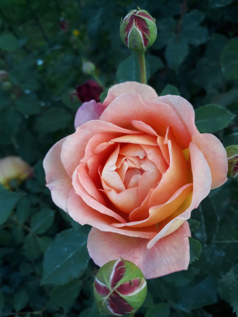  - LADY OF SHALLOT David Austin 3