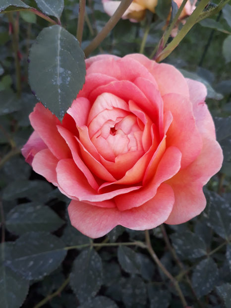  - LADY OF SHALLOT David Austin 3