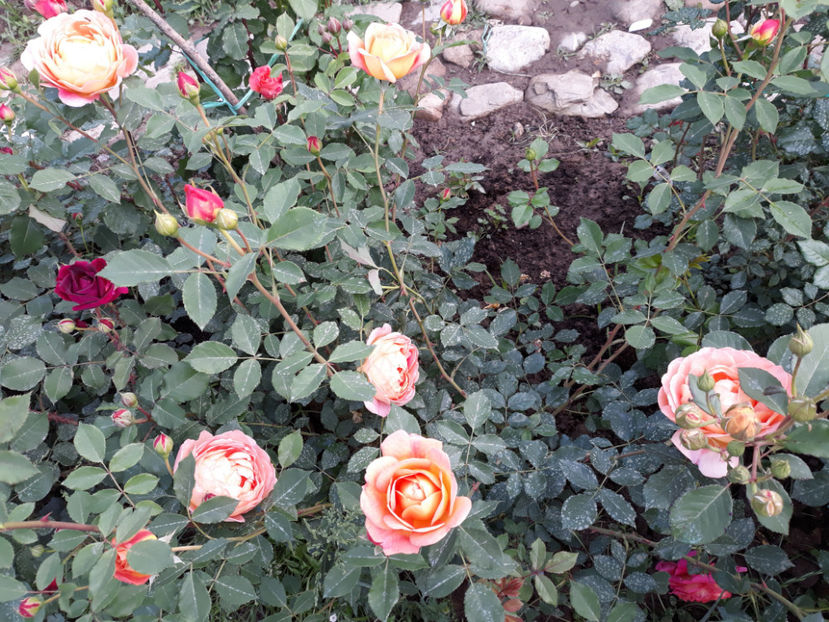  - LADY OF SHALLOT David Austin 3