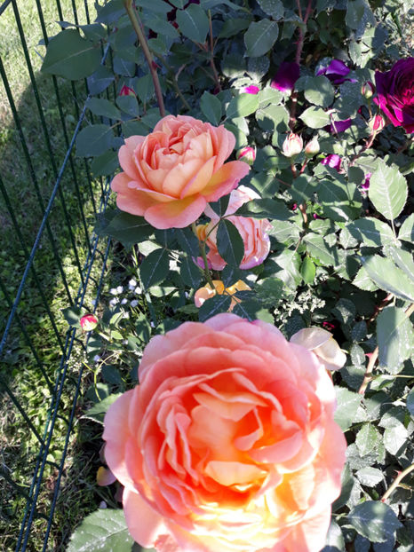  - LADY OF SHALLOT David Austin 3