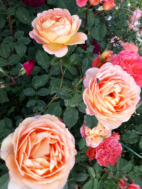  - LADY OF SHALLOT David Austin 3