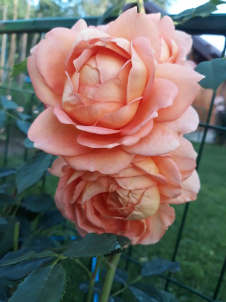 276 (2) - LADY OF SHALLOT David Austin 3