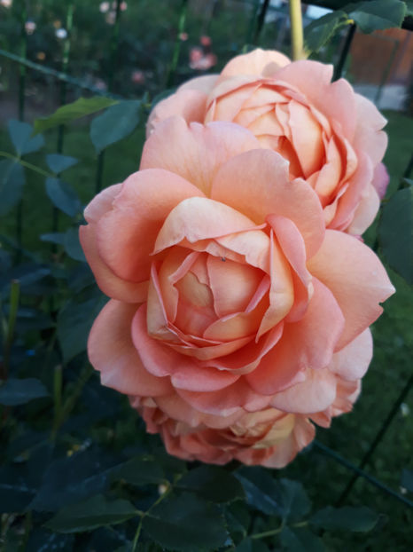  - LADY OF SHALLOT David Austin 3