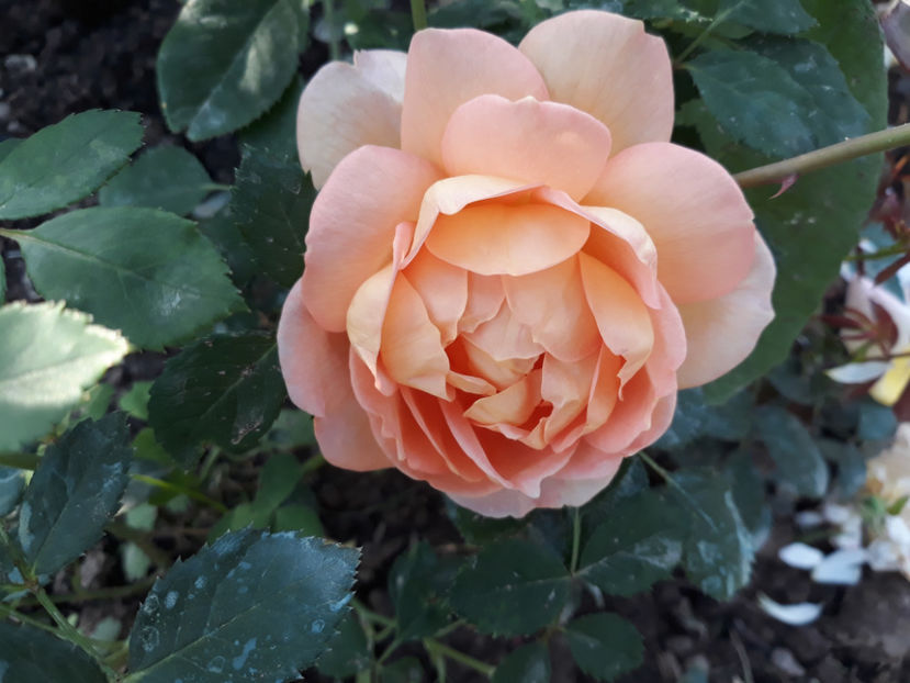  - LADY OF SHALLOT David Austin 3