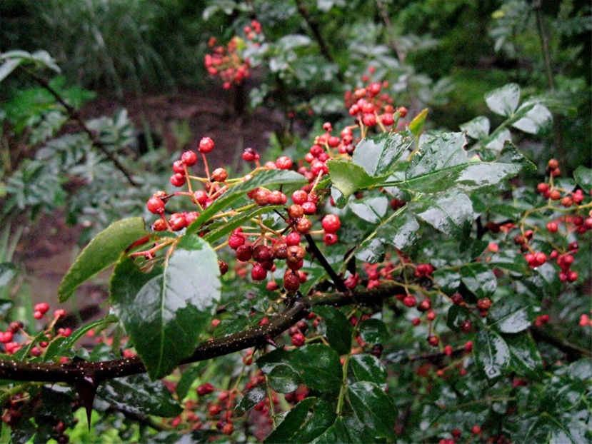  - Piper de Sichuan Zanthoxylum piperitum