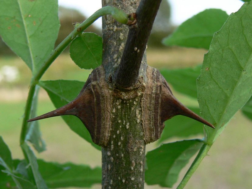  - Piper de Sichuan Zanthoxylum piperitum