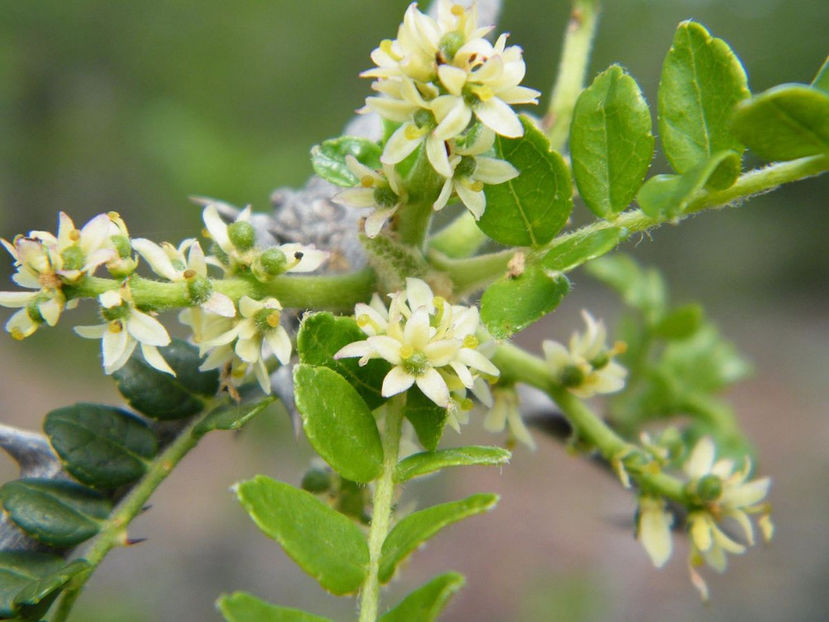  - Piper de Sichuan Zanthoxylum piperitum