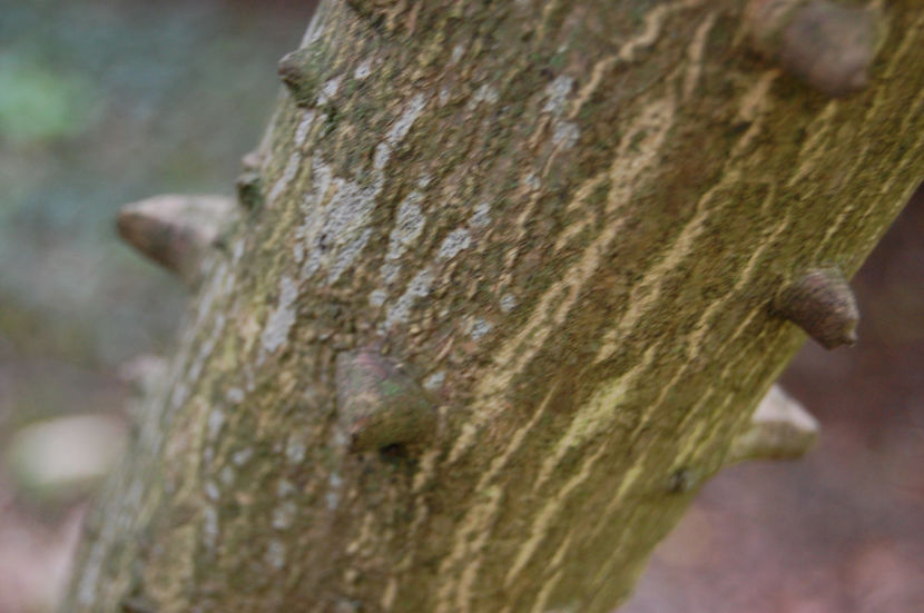  - Piper de Sichuan Zanthoxylum piperitum