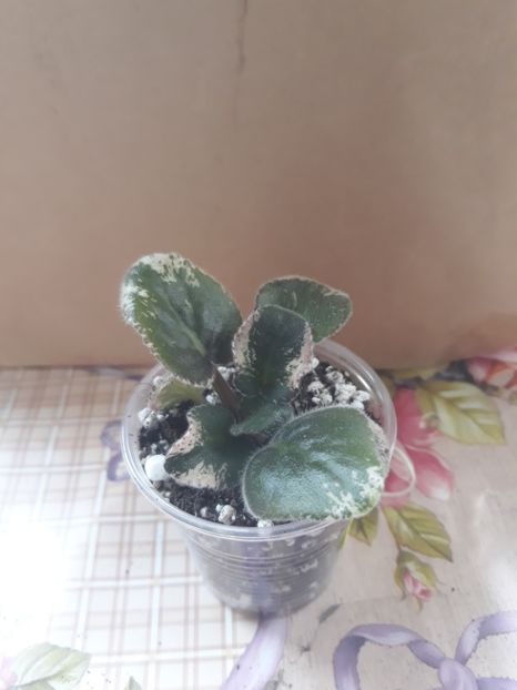 11iun 2o18 - Le Skarlett zz