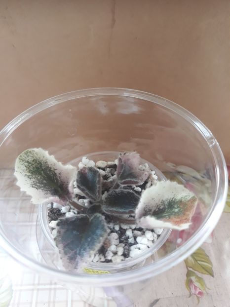 11iun 2o18 - Ian Skazka zz