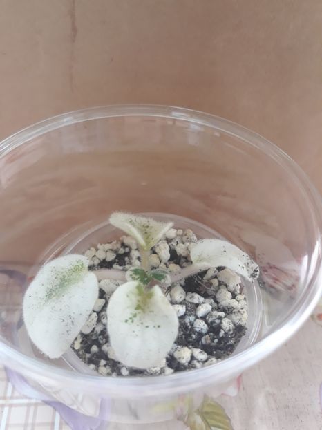 11iun 2o18 - Le Juzhnaa Noch zz