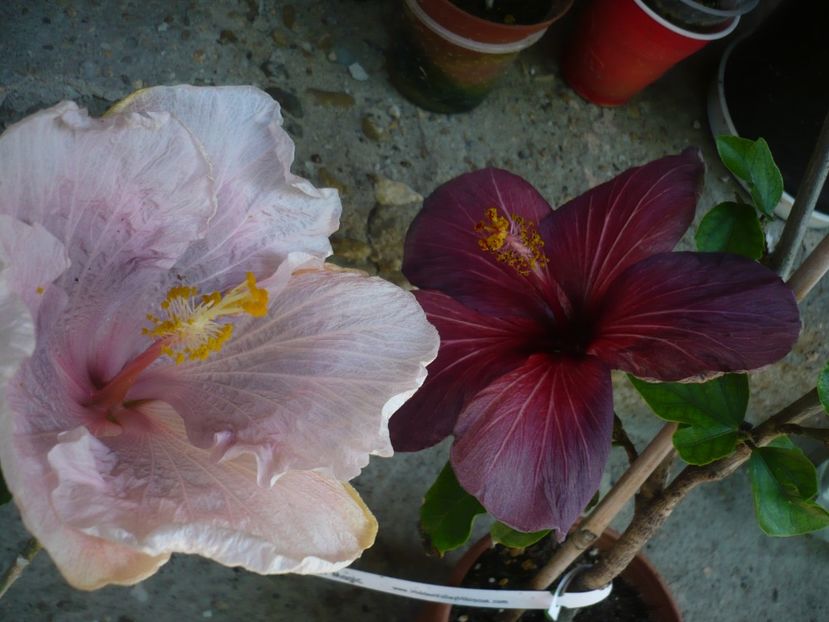 P1370877 - HIBISCUSI 2018-2