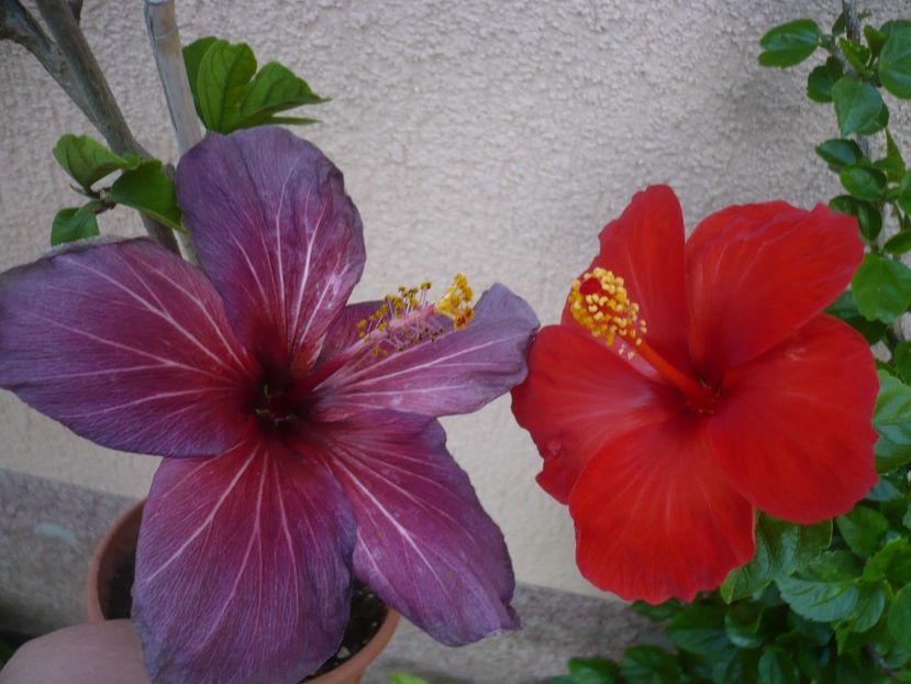 P1370882 - HIBISCUSI 2018-2