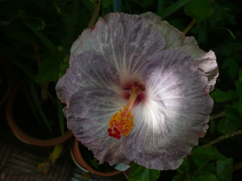 P1370887 - HIBISCUSI 2018-2