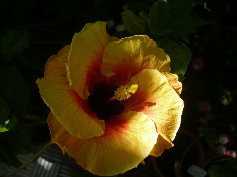 P1370888 - HIBISCUSI 2018-2