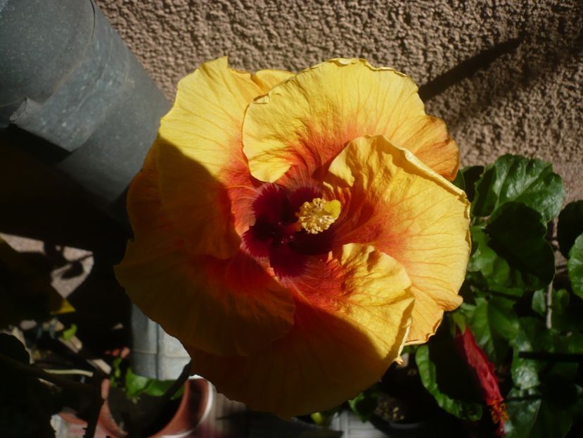 P1370889 - HIBISCUSI 2018-2