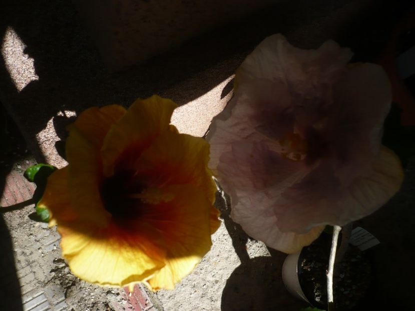 P1370892 - HIBISCUSI 2018-2