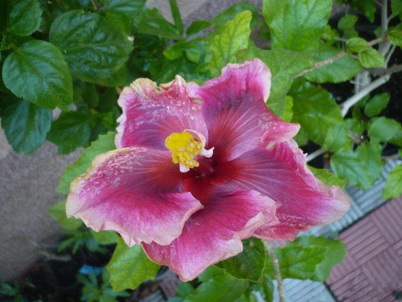 P1370899 - HIBISCUSI 2018-2