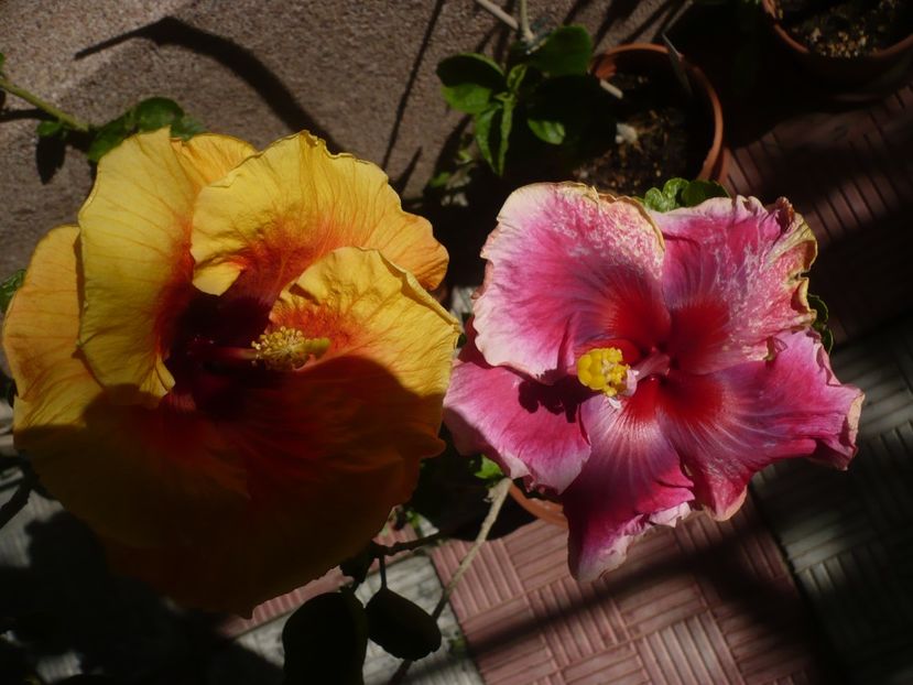 P1370901 - HIBISCUSI 2018-2