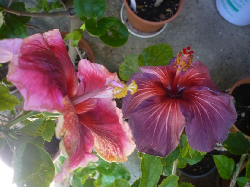P1370904 - HIBISCUSI 2018-2