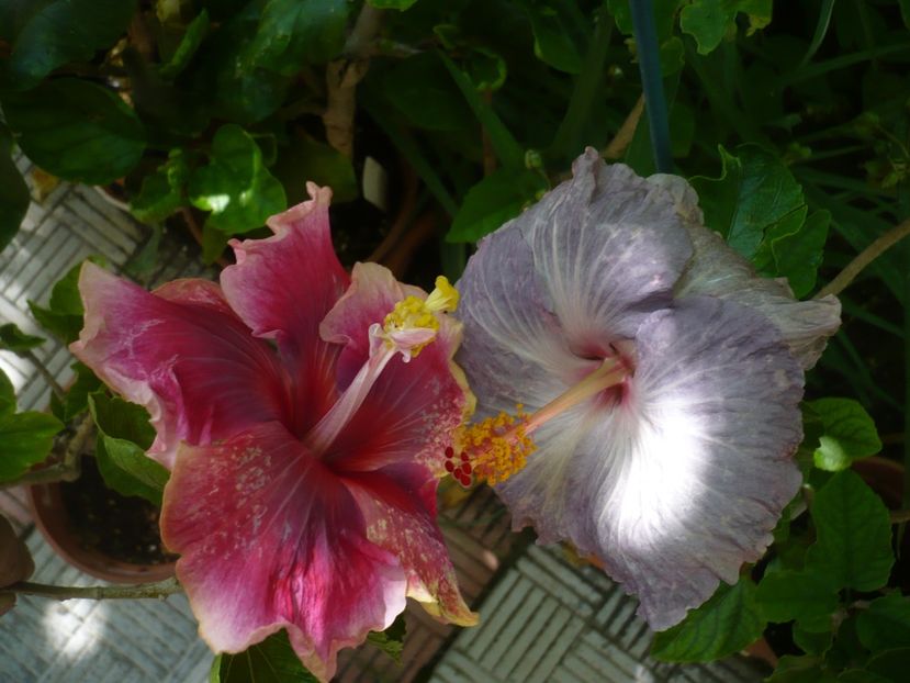 P1370905 - HIBISCUSI 2018-2