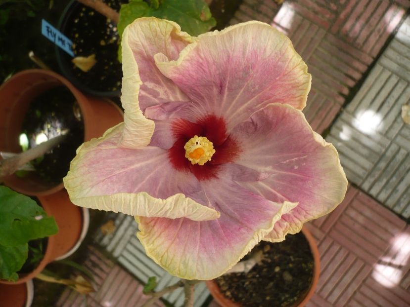 P1370919 - HIBISCUSI 2018-2