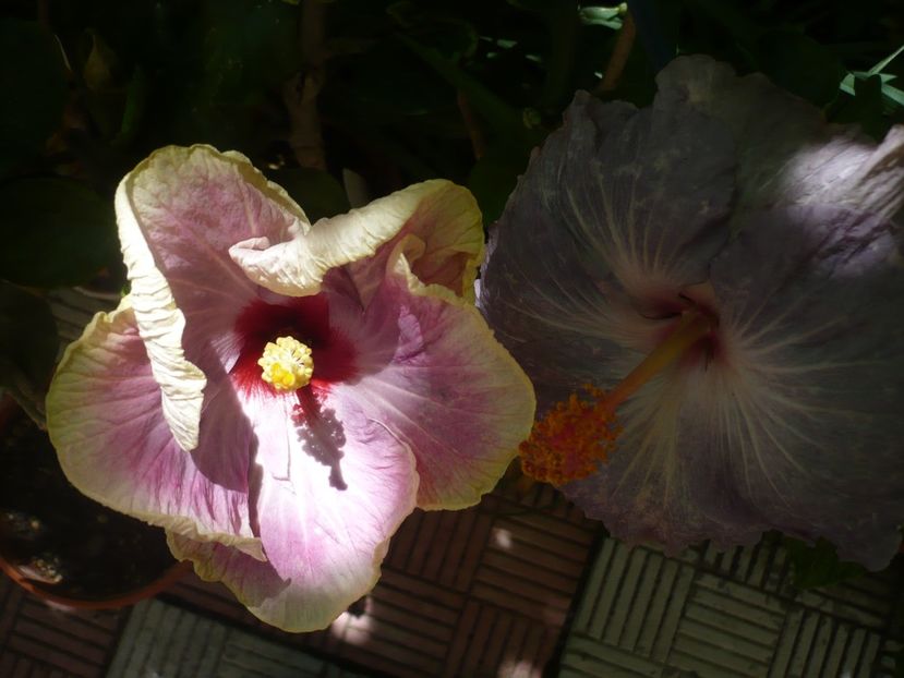 P1370920 - HIBISCUSI 2018-2