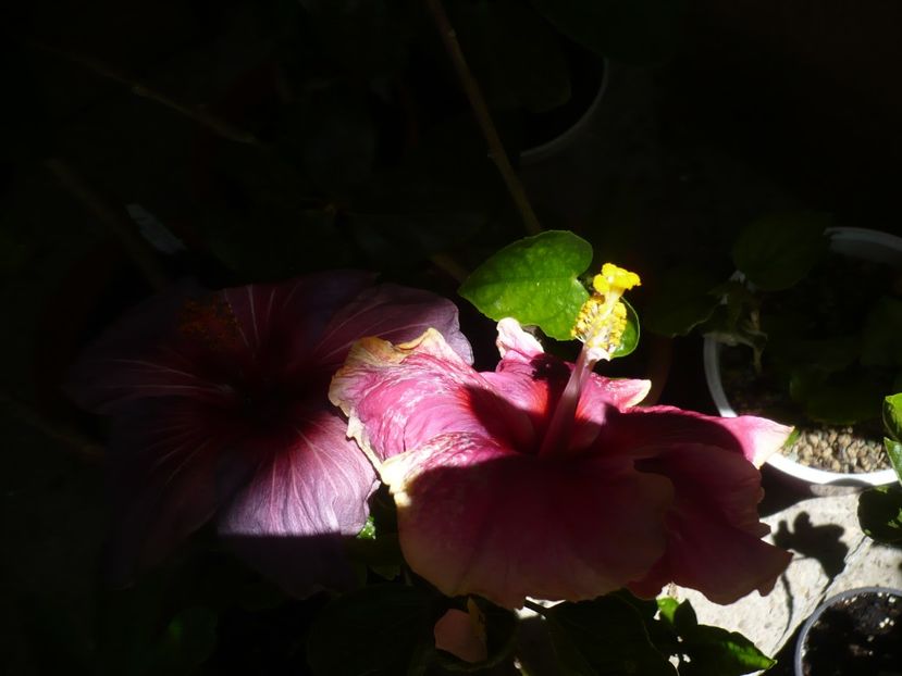 P1370930 - HIBISCUSI 2018-2